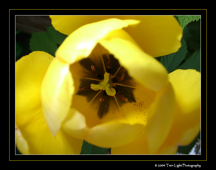 YELLOW-TULIP