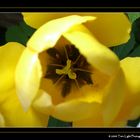 YELLOW-TULIP