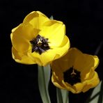 Yellow tulip