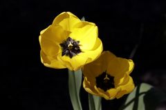 Yellow tulip