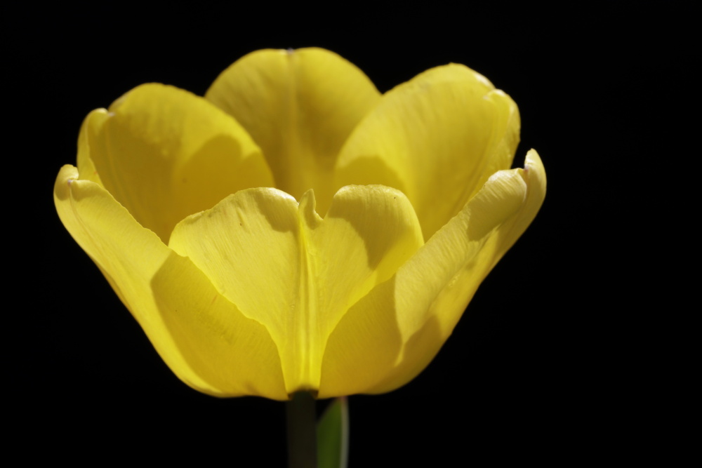 Yellow tulip