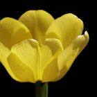 Yellow tulip