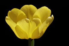 Yellow tulip