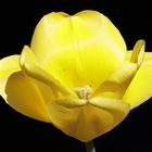 Yellow tulip