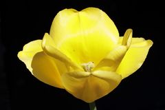 Yellow tulip