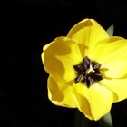 Yellow tulip