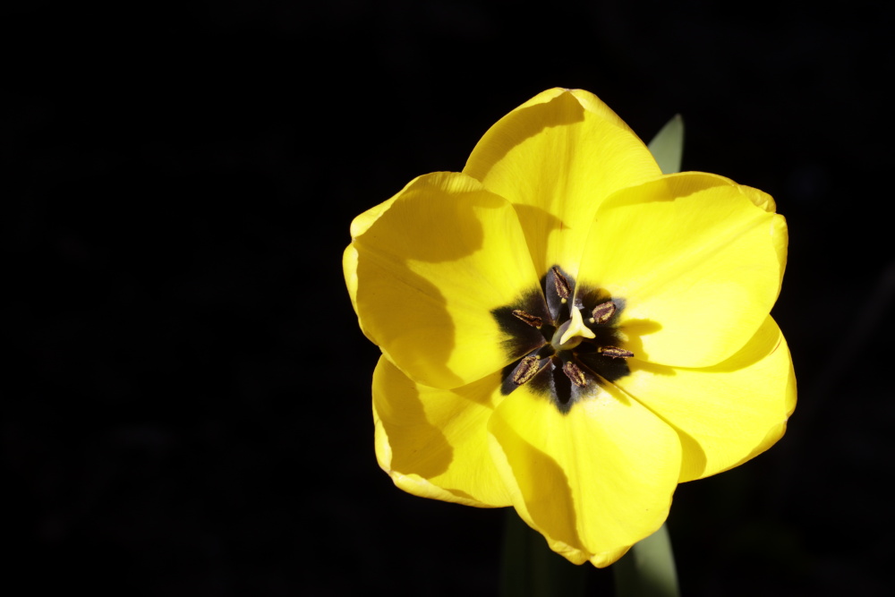 Yellow tulip