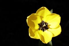 Yellow tulip