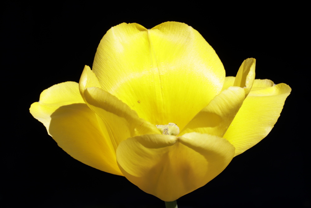 Yellow tulip