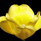 Yellow tulip