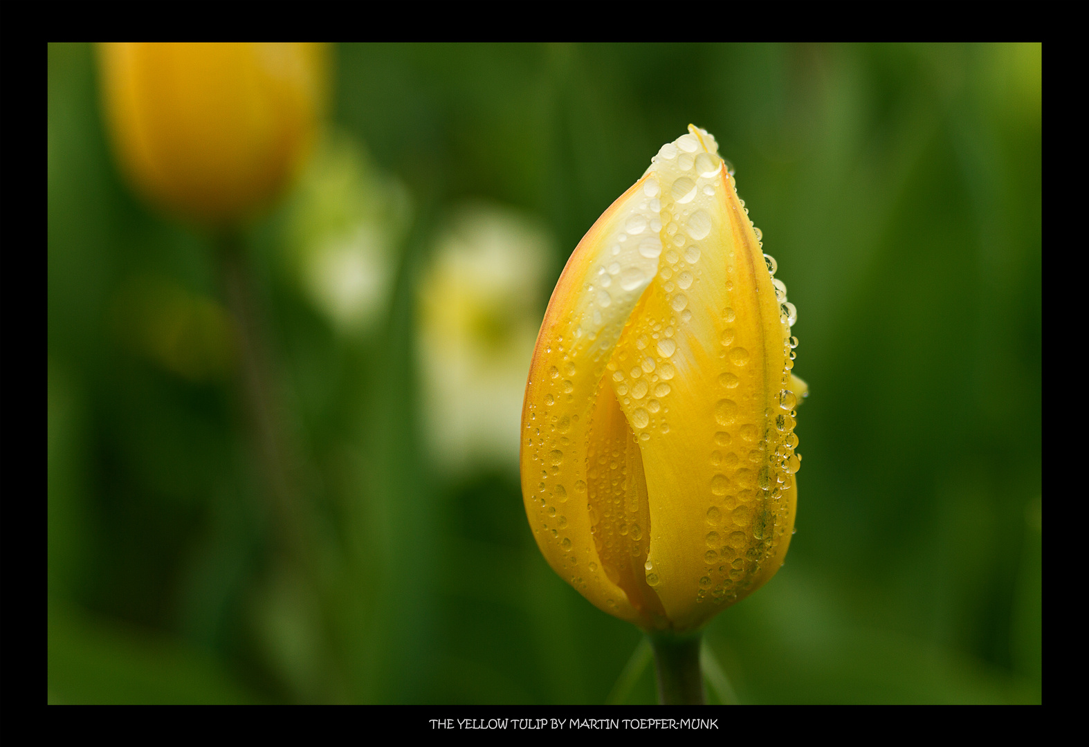 yellow tulip