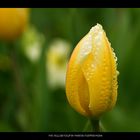 yellow tulip