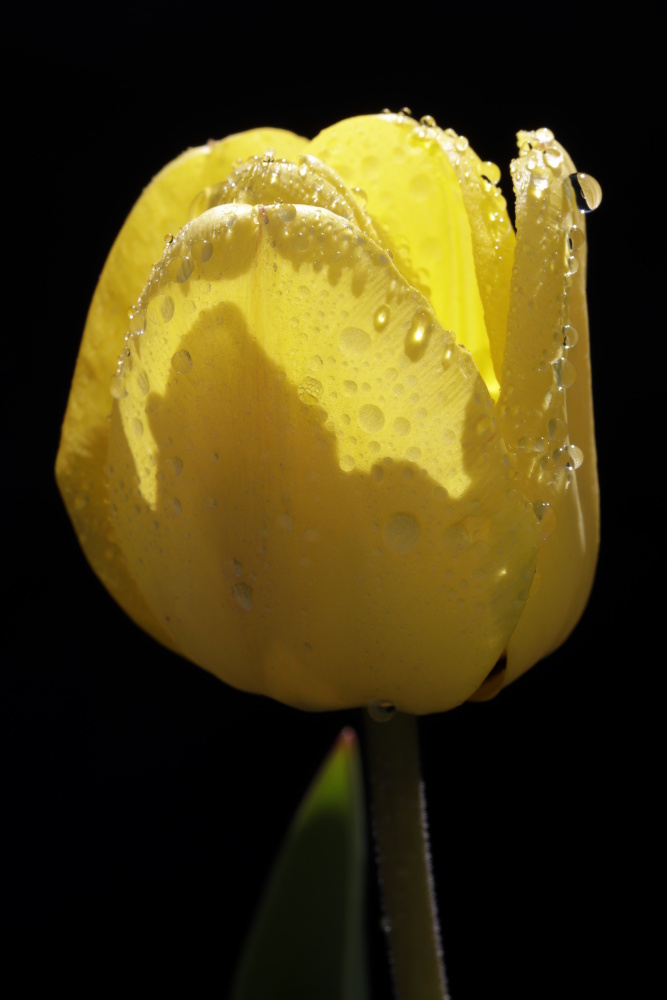 Yellow tulip