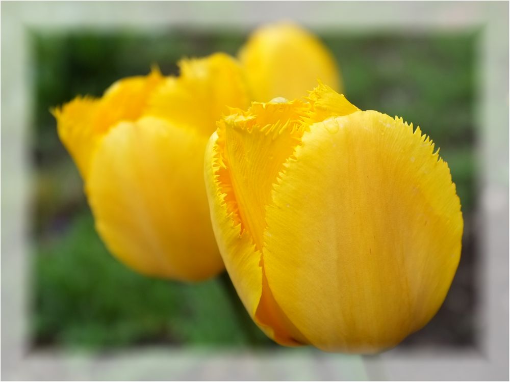 Yellow tulip