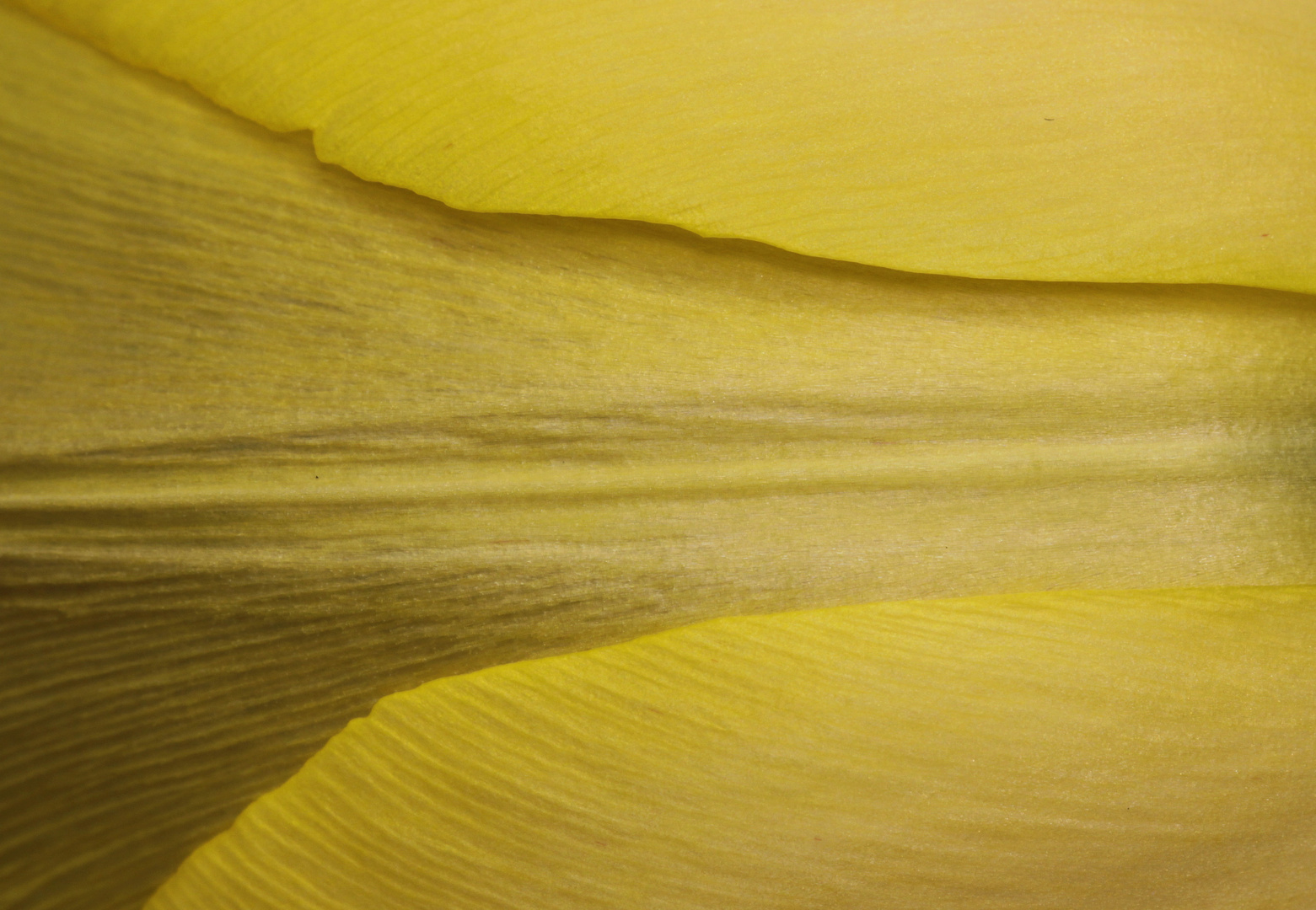 yellow tulip