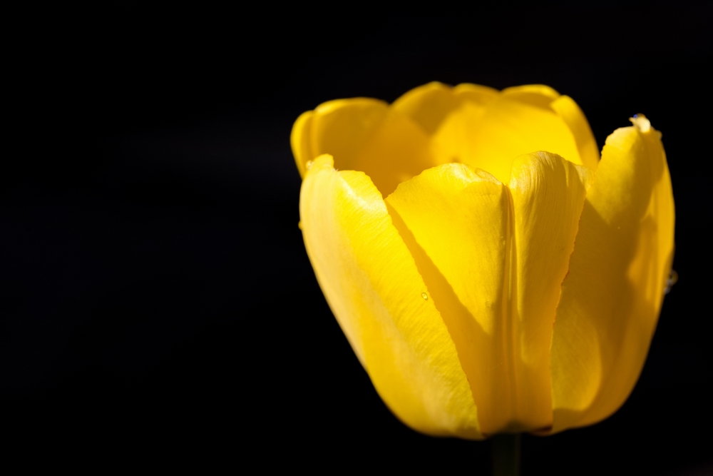 Yellow tulip