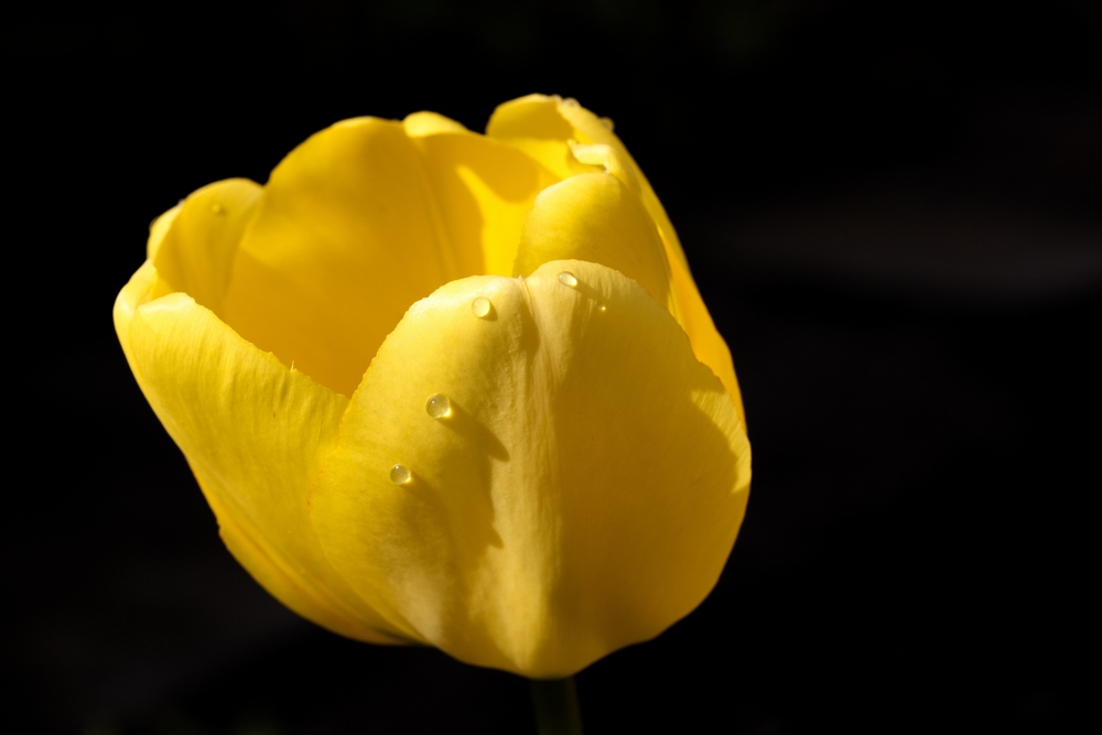 Yellow tulip