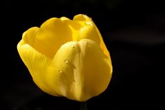 Yellow tulip