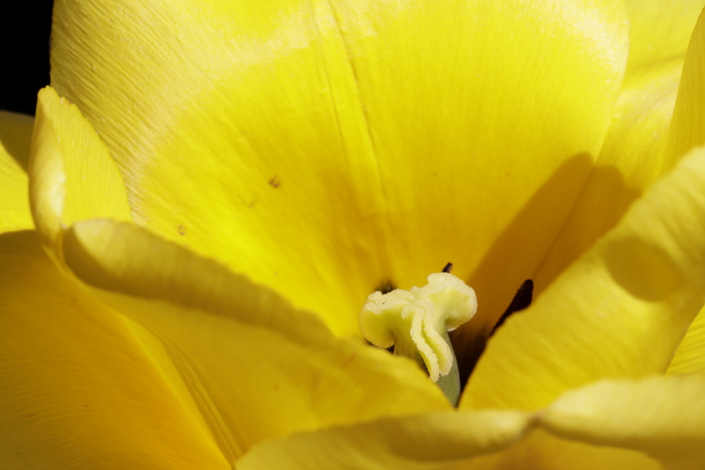 Yellow tulip