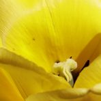 Yellow tulip