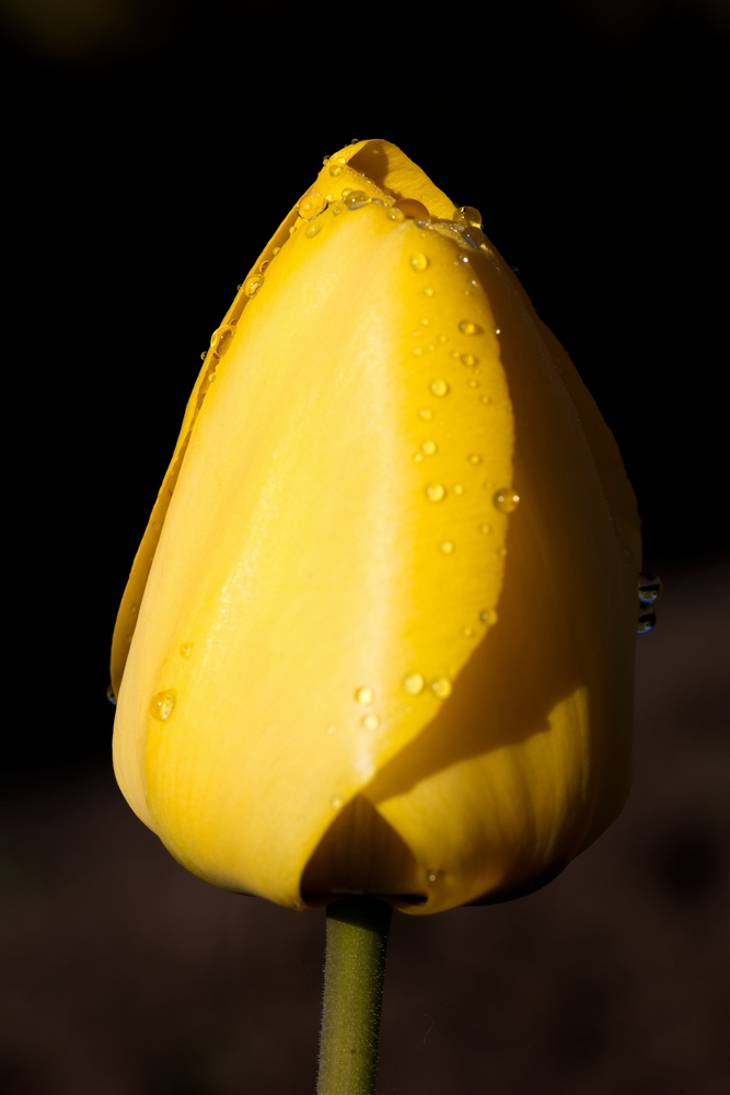 Yellow tulip