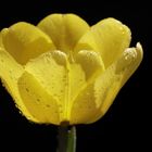 Yellow tulip