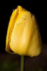 Yellow tulip