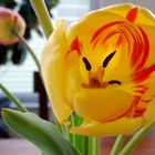 Yellow Tulip