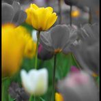 yellow tulip