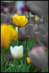 yellow tulip