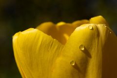 Yellow tulip