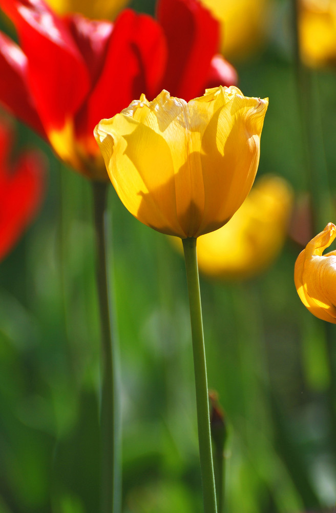 yellow tulip