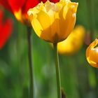 yellow tulip