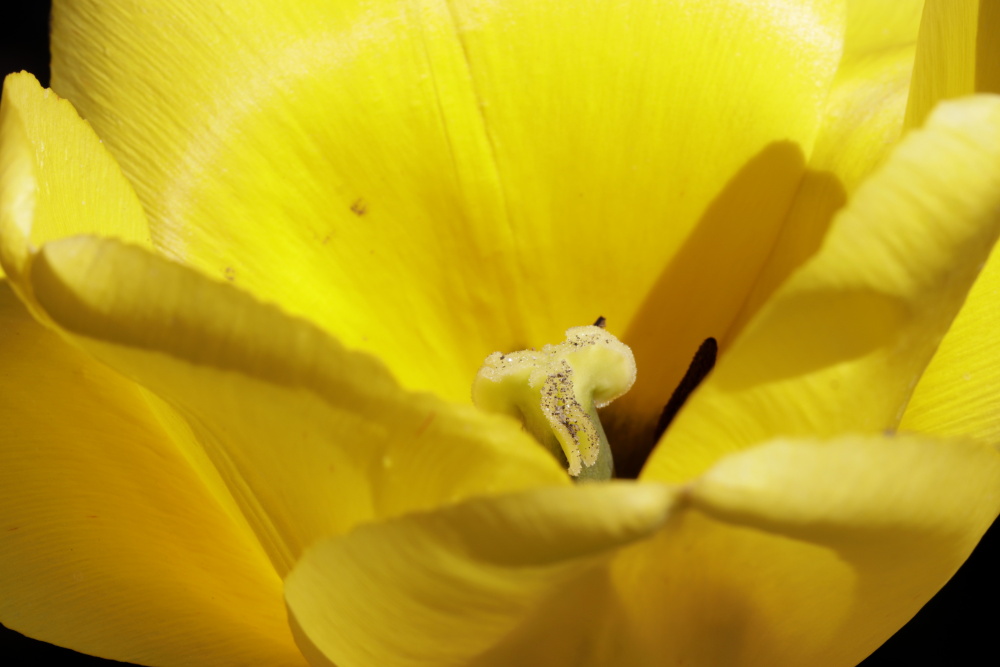 Yellow tulip