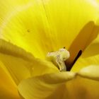 Yellow tulip