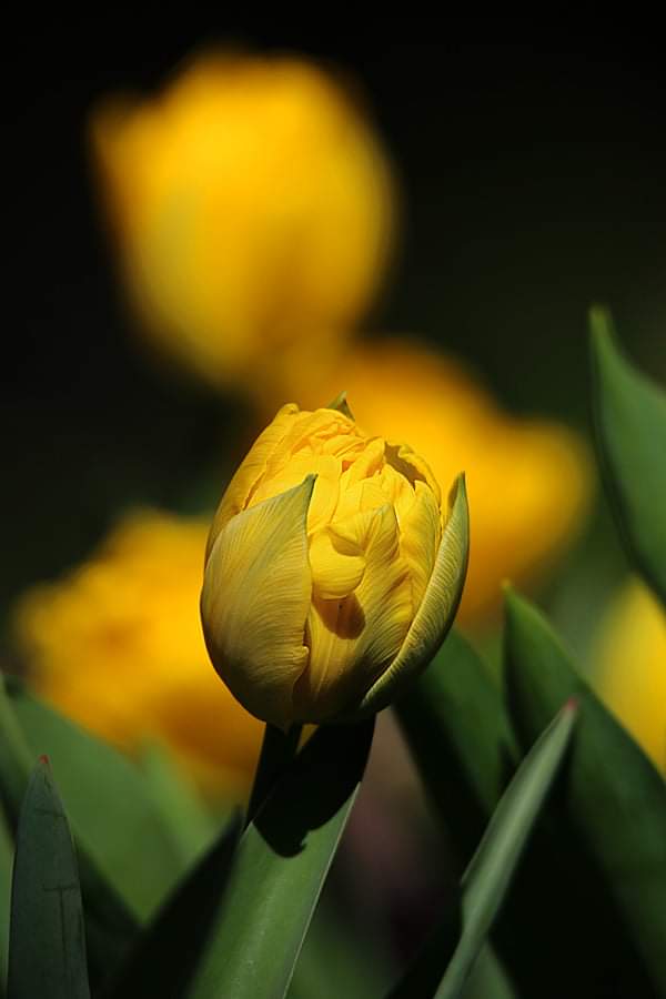 Yellow tulip