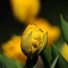 Yellow tulip