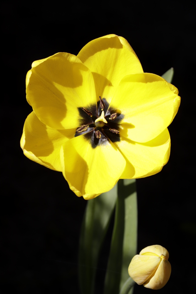 Yellow tulip