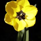 Yellow tulip