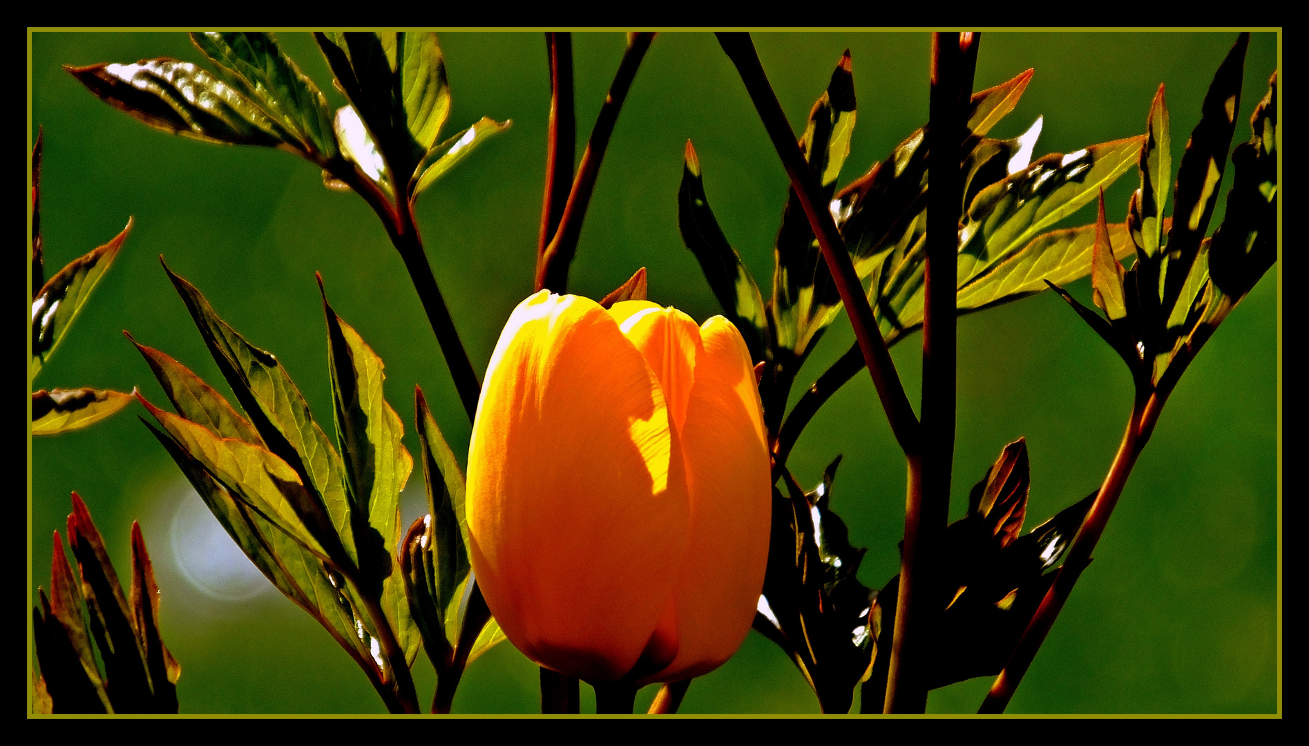 Yellow tulip