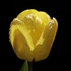 Yellow tulip