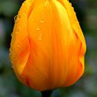 Yellow Tulip in the Rain