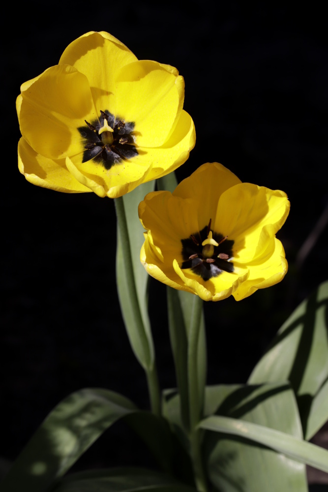 Yellow tulips