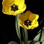 Yellow tulips