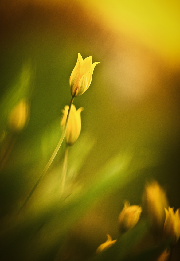  yellow tulips