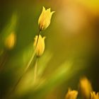  yellow tulips