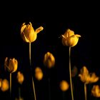 Yellow tulips