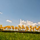 Yellow Tulips at Schoenbrunn