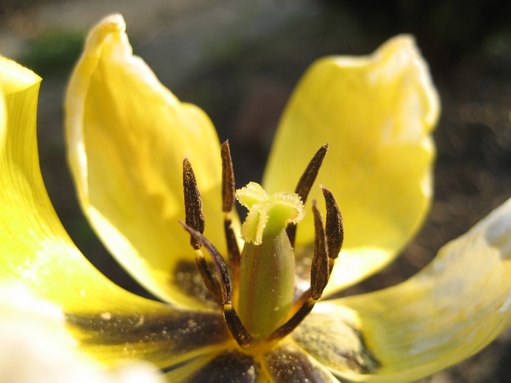 Yellow tulips end