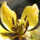 Yellow tulips end